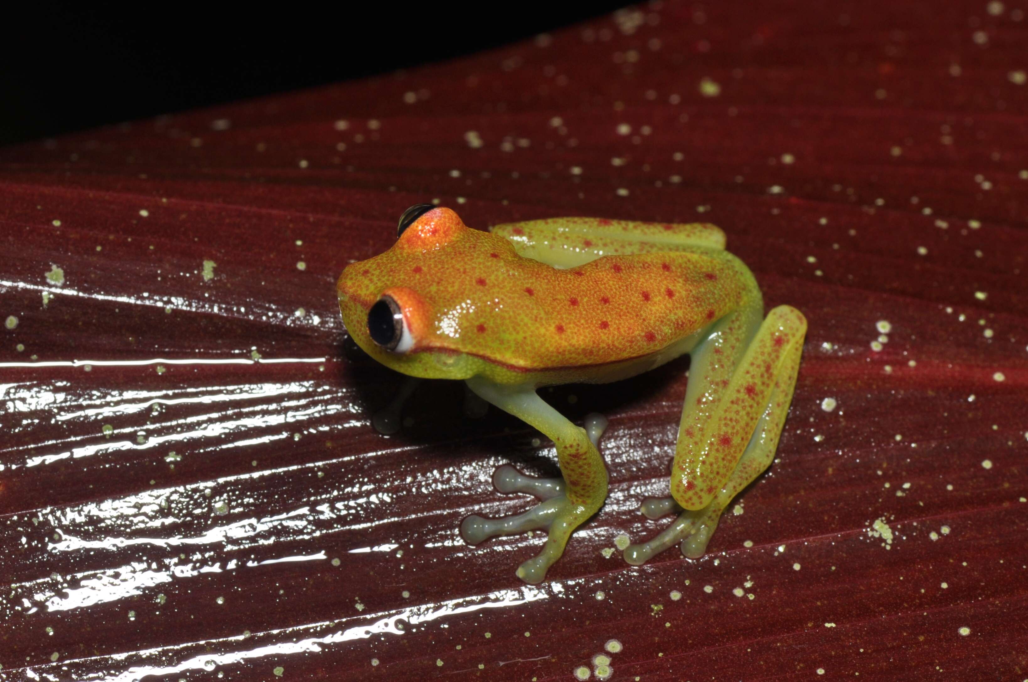 Image of Boana punctata (Schneider 1799)