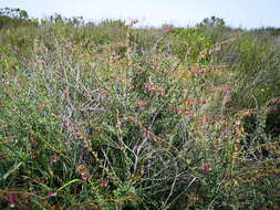 Image de Hermannia trifurca L.