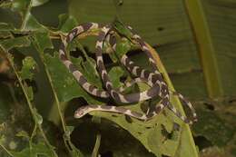 Image of Blunthead Tree Snake