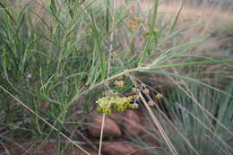 Sivun Gomphocarpus tomentosus subsp. tomentosus kuva