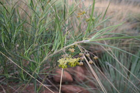 Слика од Gomphocarpus tomentosus Burch.