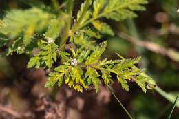 Image of corymbflower tansy