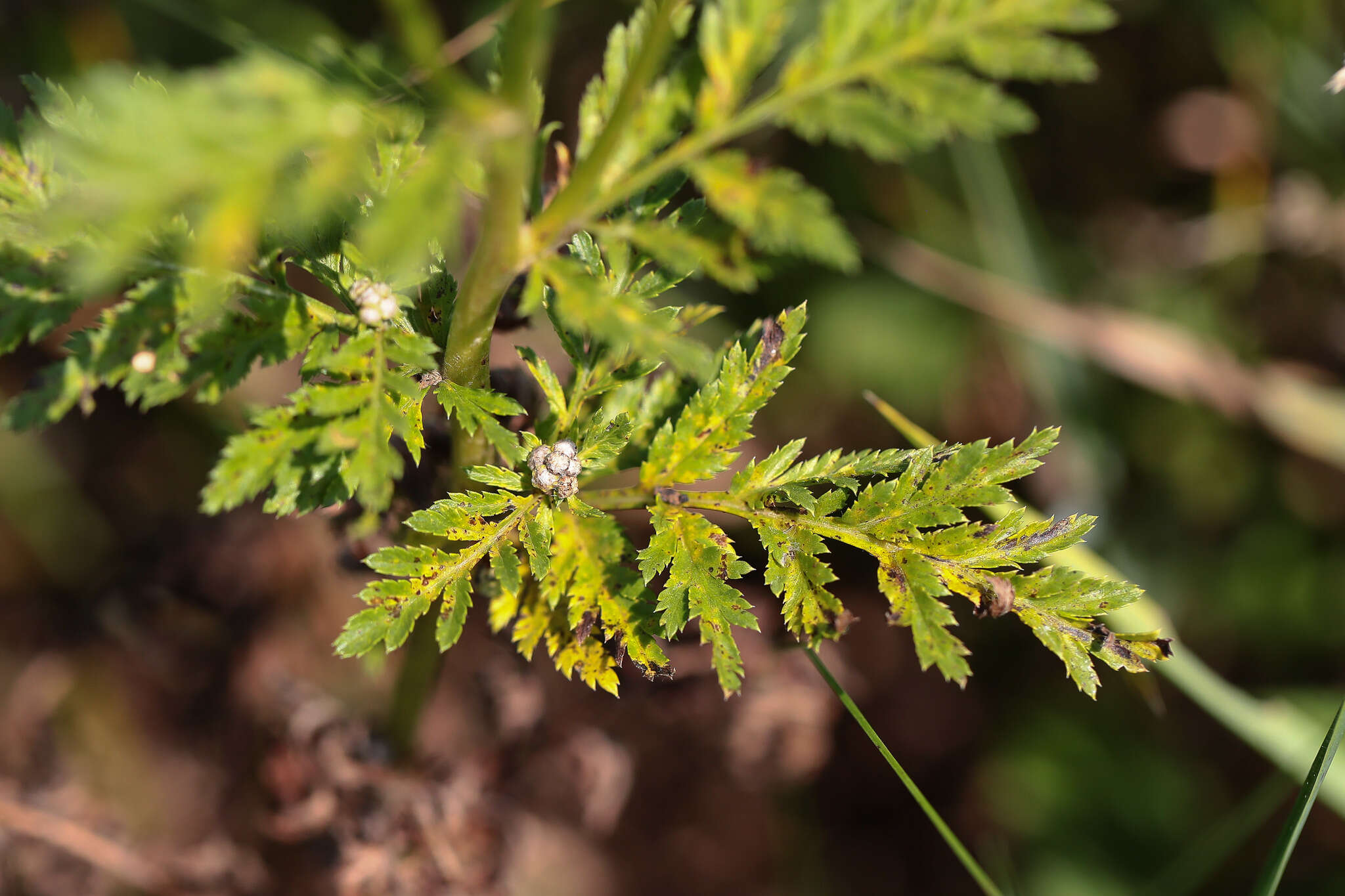 Image of corymbflower tansy