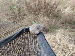 Image of California pocket mouse