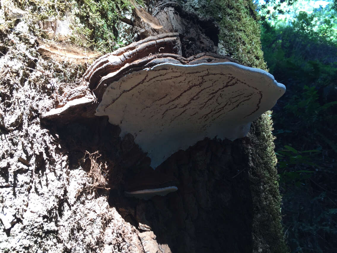 Image of Artist's fungus