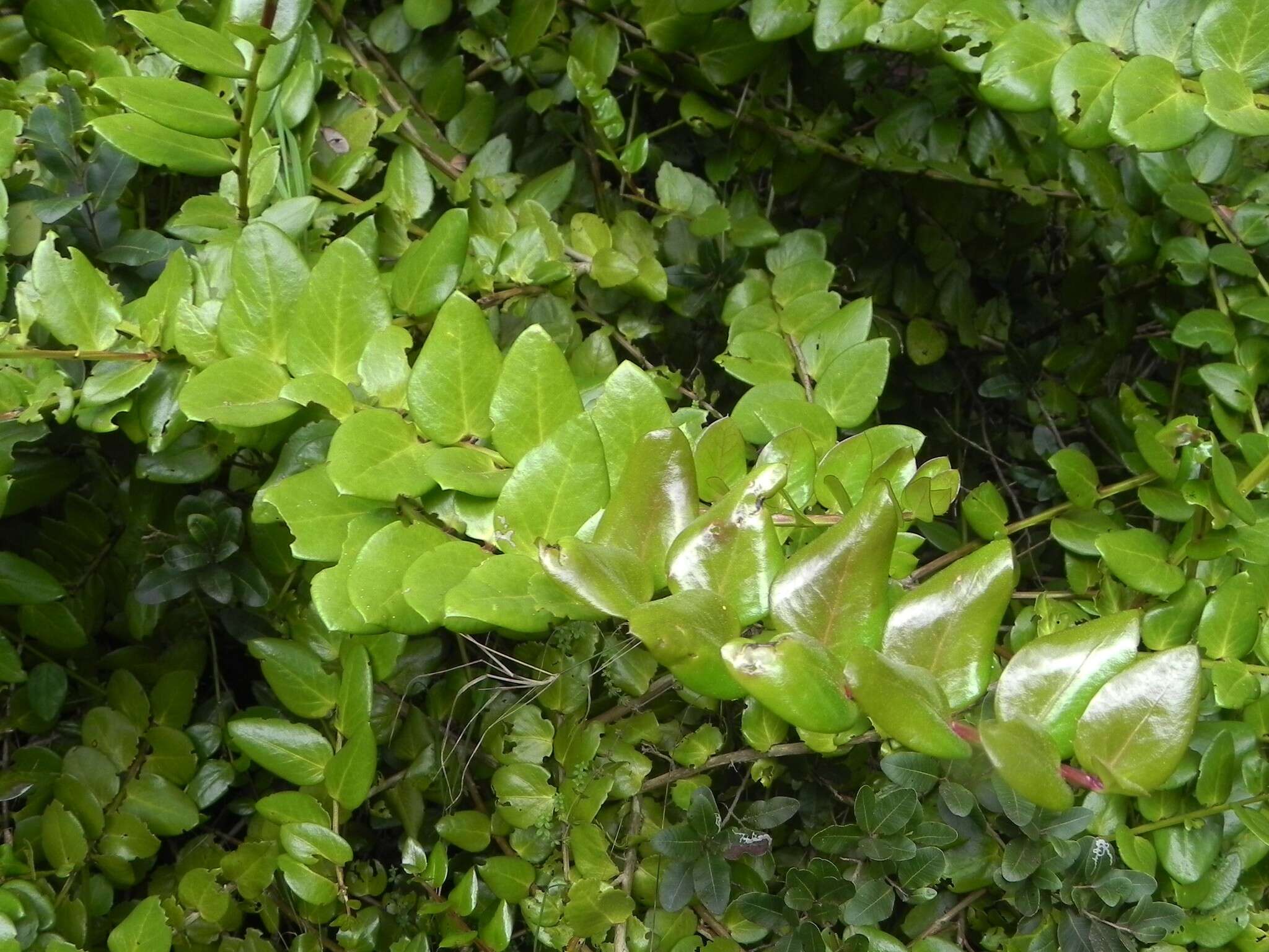 Griselinia scandens (Ruiz & Pav.) Taub.的圖片