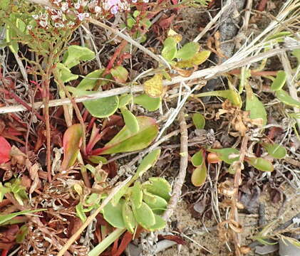 Imagem de Staticeae