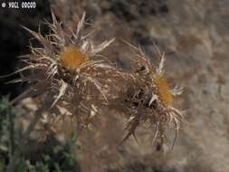 Imagem de Carlina libanotica Boiss.