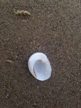 Image of baby's ear moonsnail