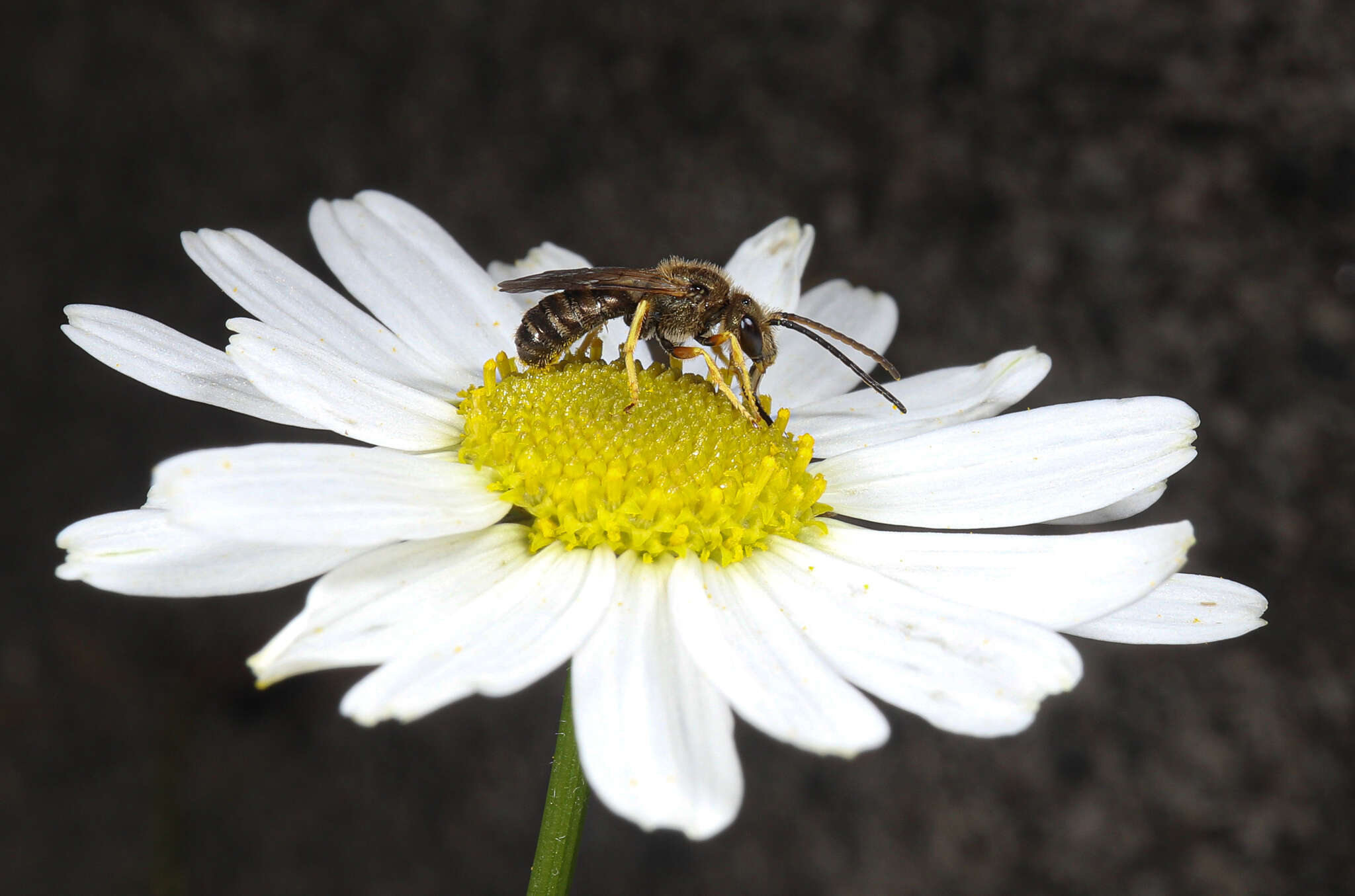 Image de Halictus tumulorum (Linnaeus 1758)