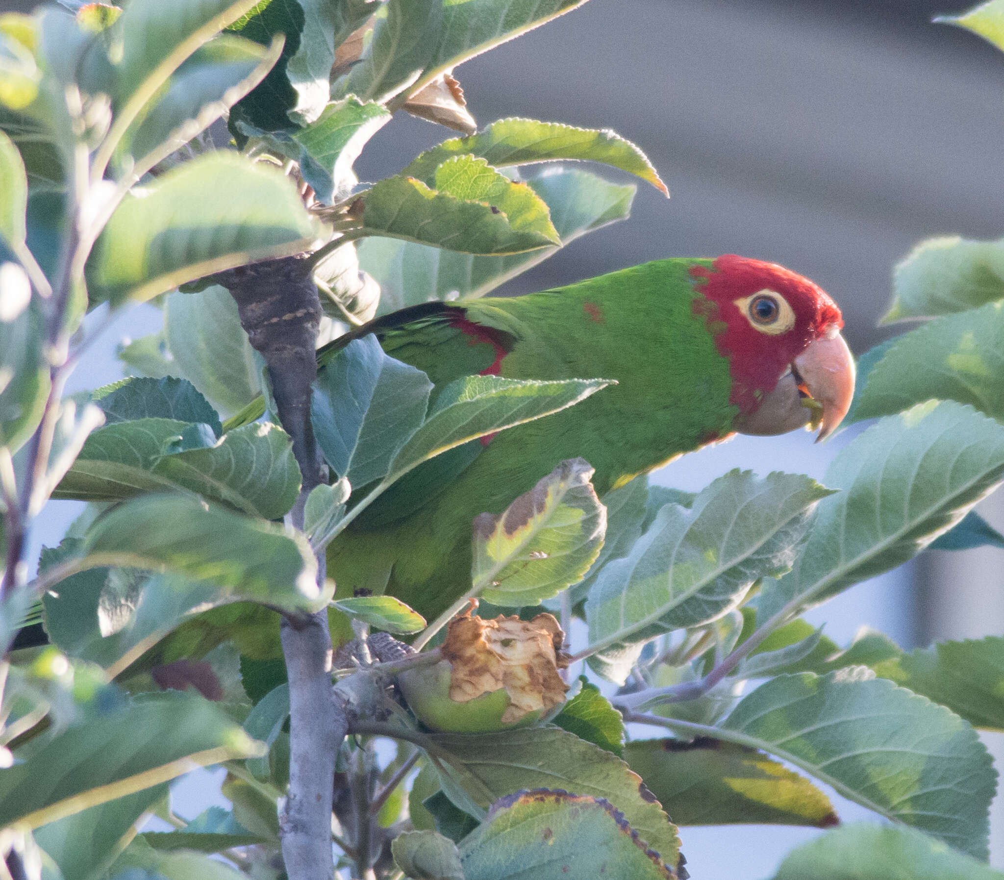 Image of Red-masked Conure