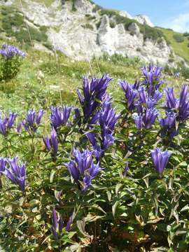 Gentiana asclepiadea L.的圖片