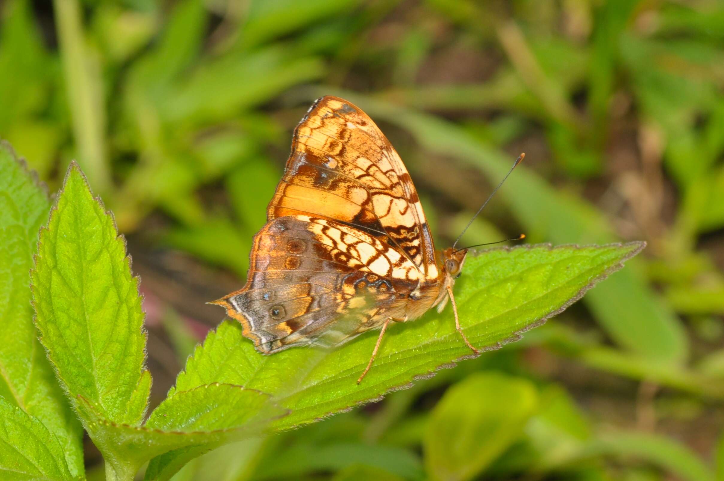 Image of Hypanartia lethe Fabricius 1793