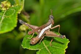 Image of monkey grasshoppers