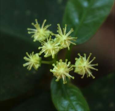 Image of Blachia umbellata (Willd.) Baill.