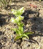 Pterygodium alatum (Thunb.) Sw. resmi