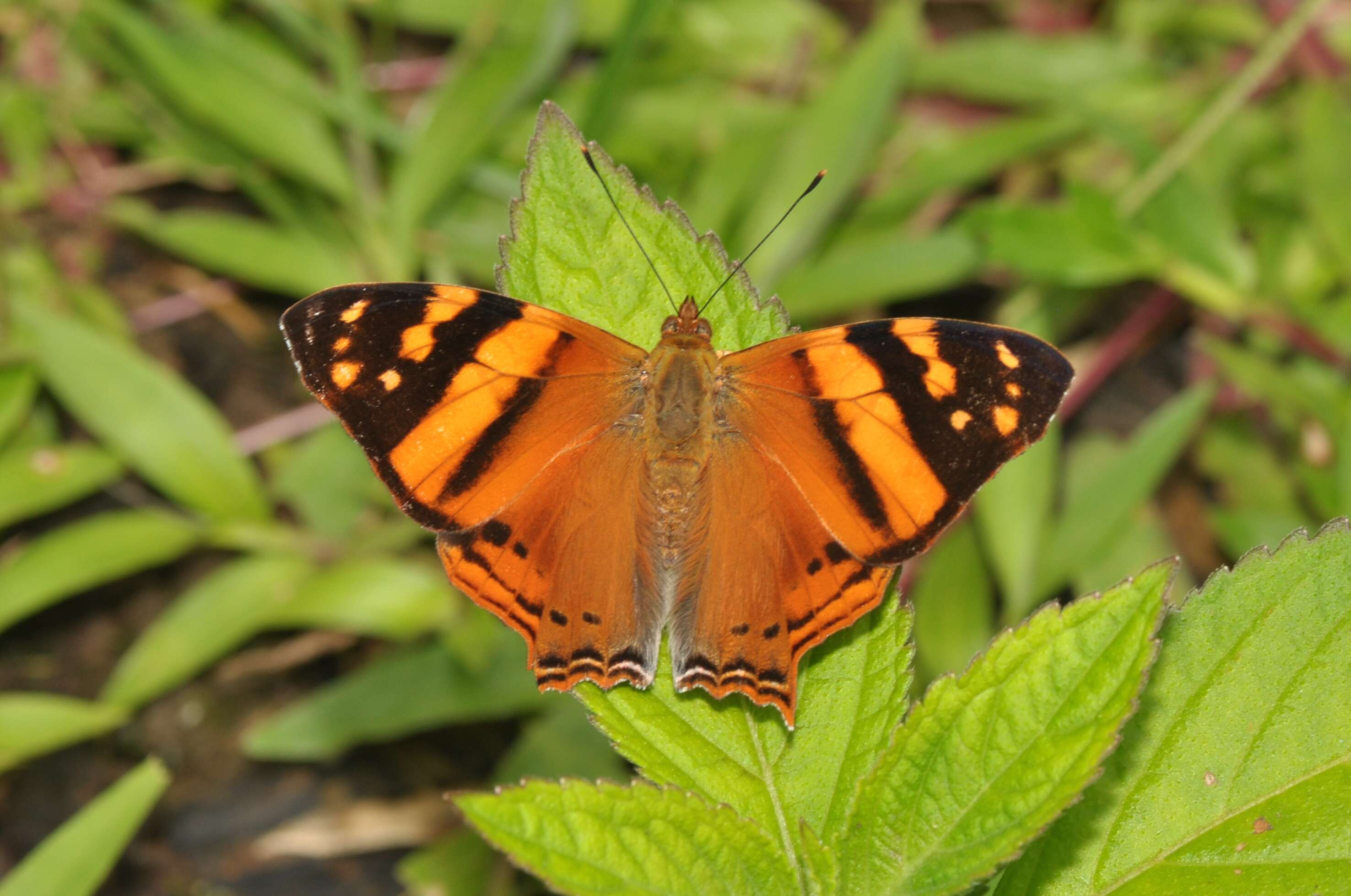 Image of Hypanartia lethe Fabricius 1793