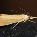 Image of Xanthocrambus caducellus Müller-Rutz 1909