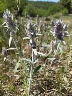 Stachys cretica subsp. cretica resmi