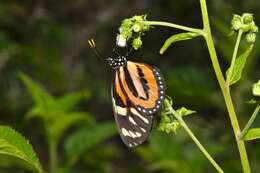 Image of Tiger Mimic-Queen