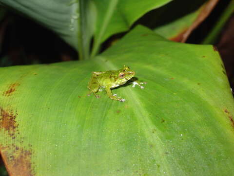 Image of Pristimantis galdi Jiménez de la Espada 1870