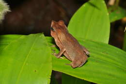 Image of Rhinella margaritifera (Laurenti 1768)