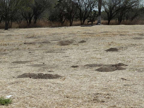 Image of pocket gopher