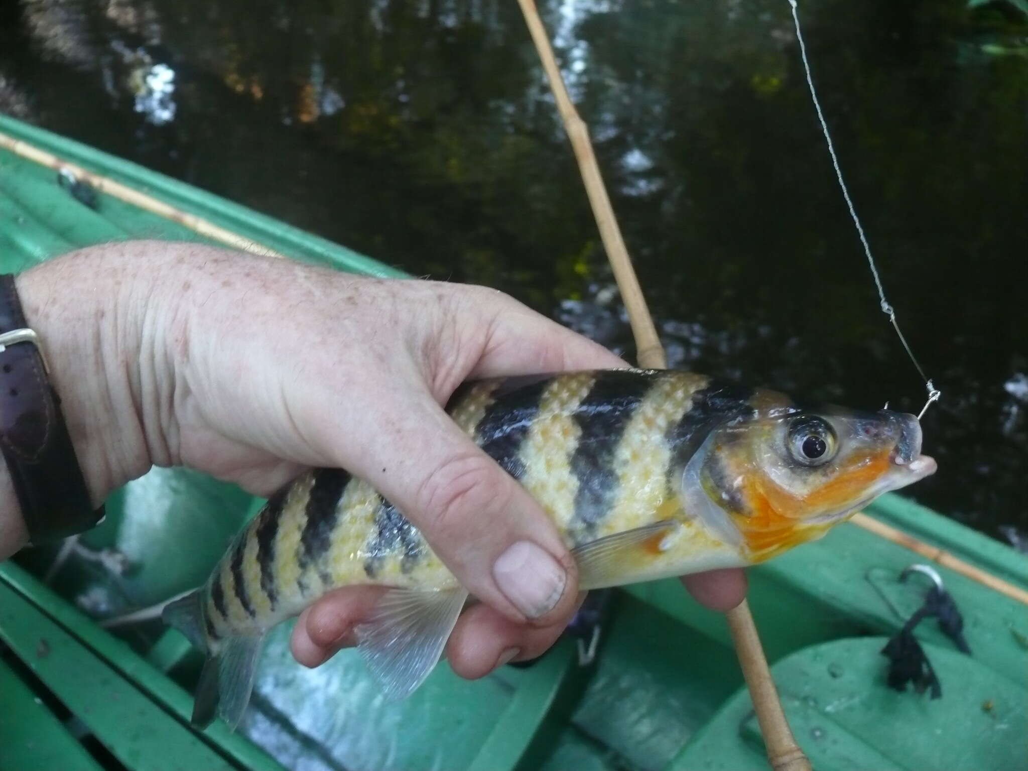 Image of Banded leporinus