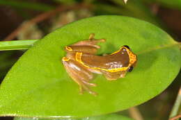 Image of Dendropsophus bifurcus (Andersson 1945)