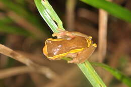 Image of Dendropsophus bifurcus (Andersson 1945)