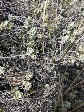 Sivun Lepechinia mexicana (S. Schauer) Epling kuva