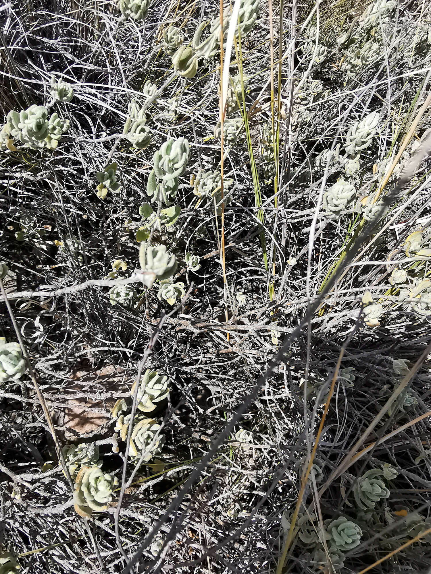 Image of Lepechinia mexicana (S. Schauer) Epling