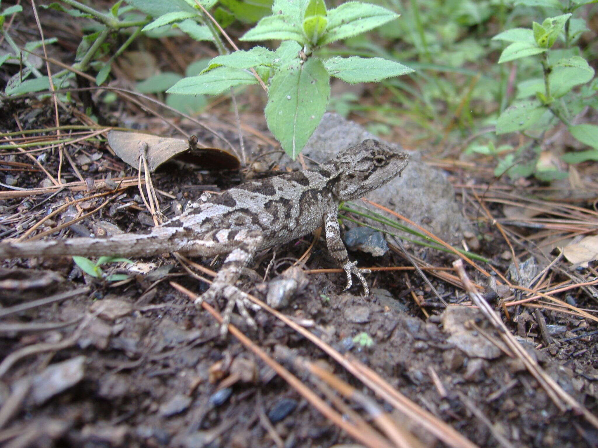 Image of Diploderma yulongense (Manthey, Denzer, Hou & Wang 2012)