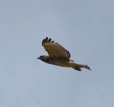 Image of Buteo lineatus extimus Bangs 1920