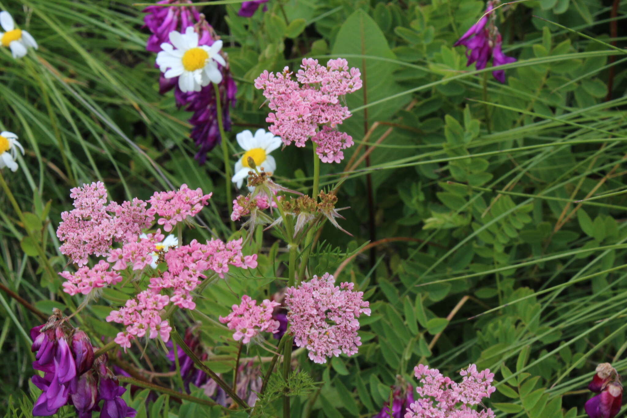 Image de Chaerophyllum roseum M. Bieb.