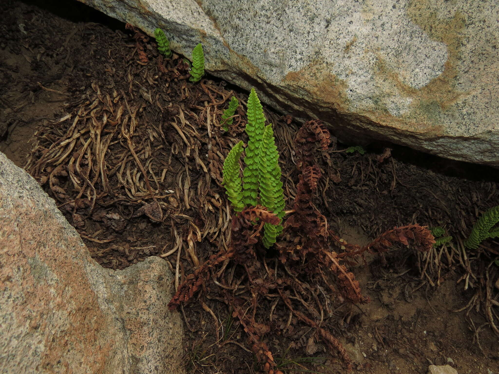 Plancia ëd Polystichum andinum Phil.