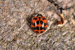 Image of Harmonia axyridis (Pallas 1773)