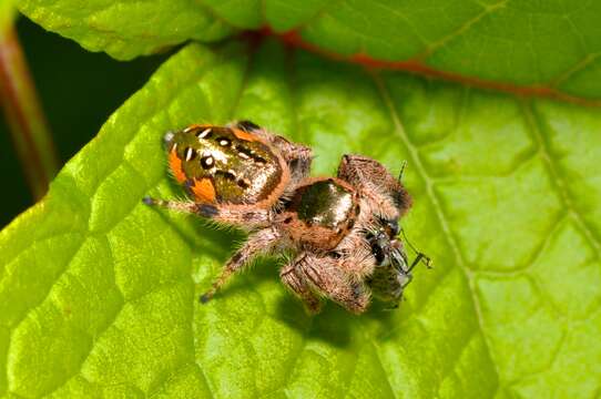 Image of Golden jumping spider