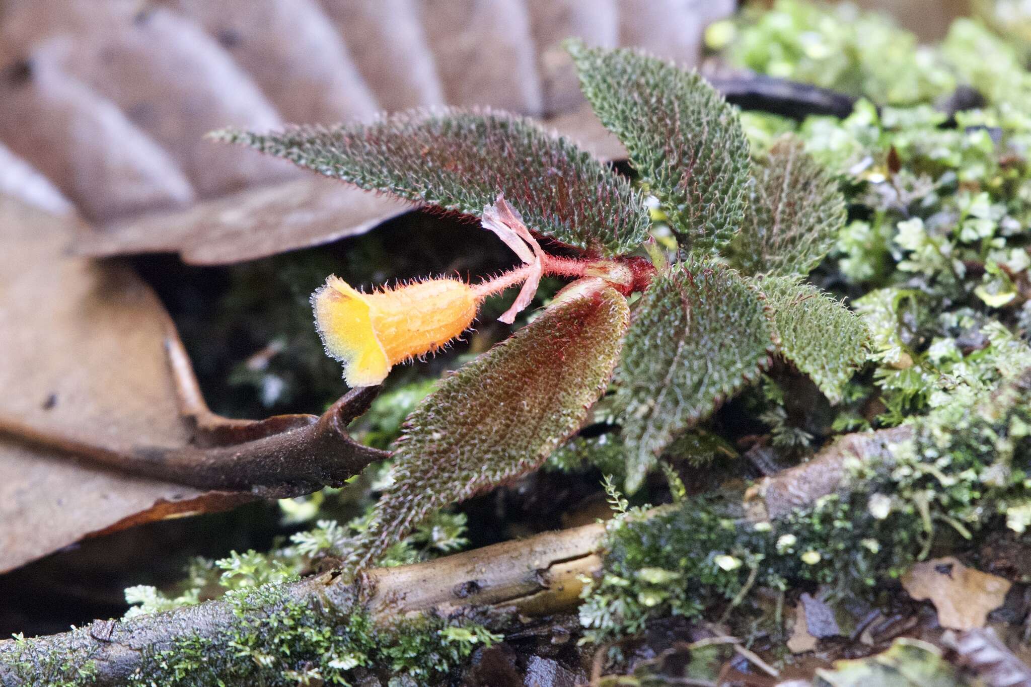 Image of Begonia lehmannii (Irmsch.) L. B. Sm. & B. G. Schub.