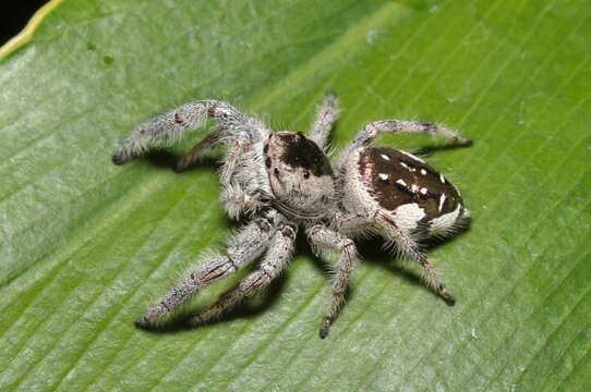 Image of Golden jumping spider