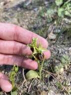 Image of Ophrys sphegodes subsp. aesculapii (Renz) Soó ex J. J. Wood