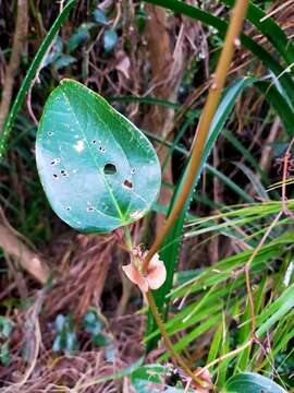 Image of Smilax ocreata A. DC.