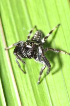 Image of Golden jumping spider