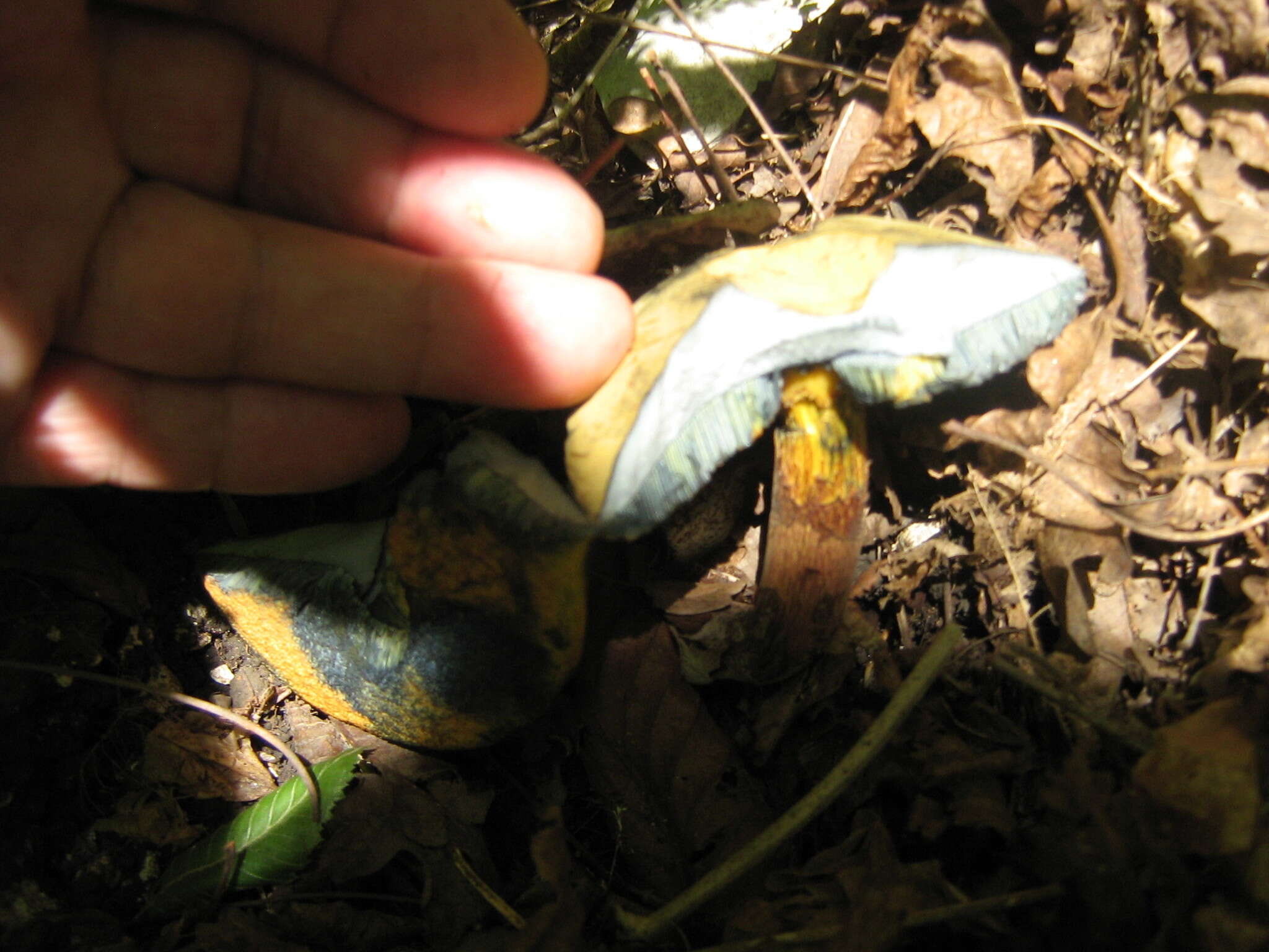 Image of Deceiving Bolete