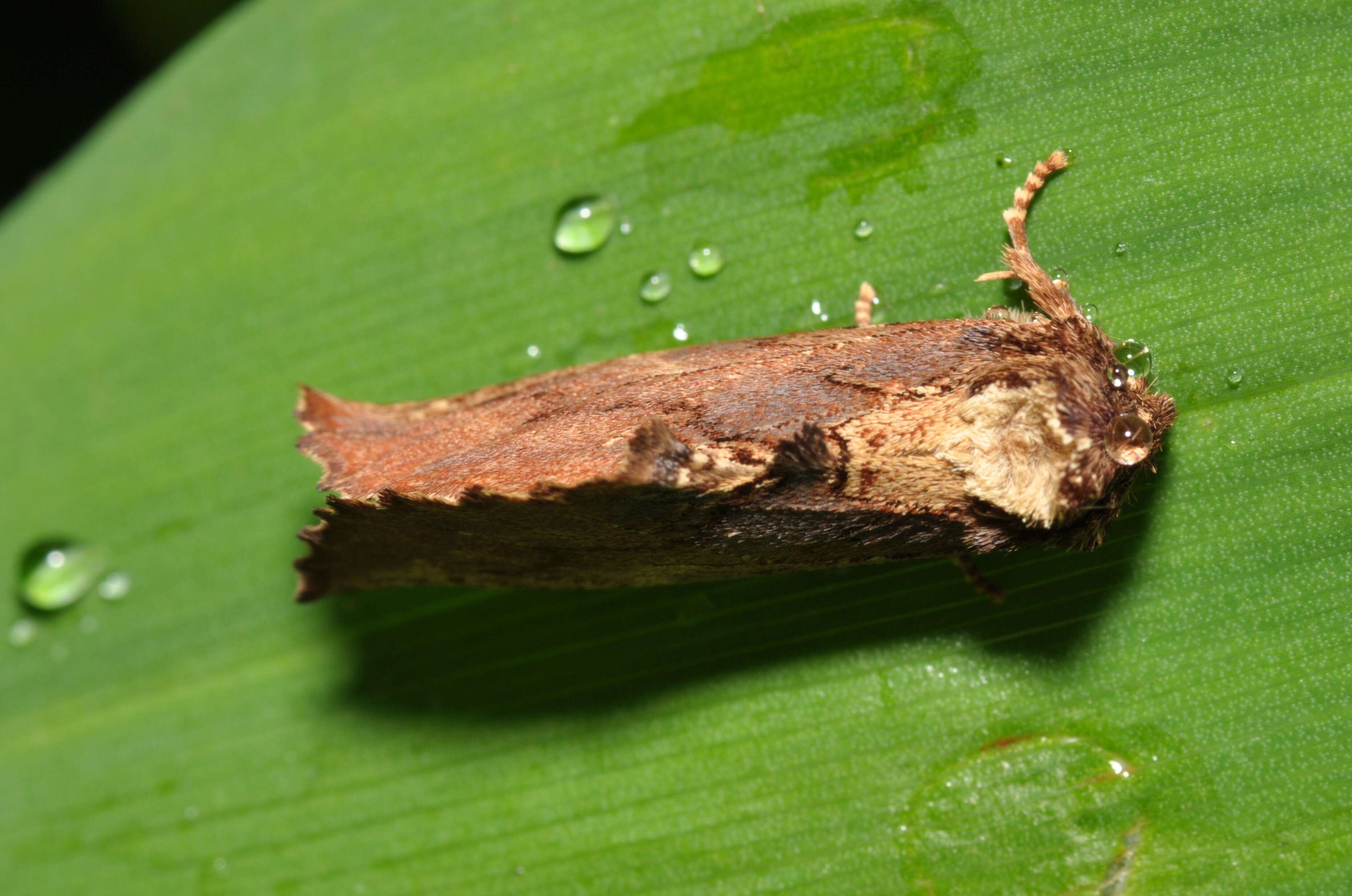 Image of Coxcomb Prominent