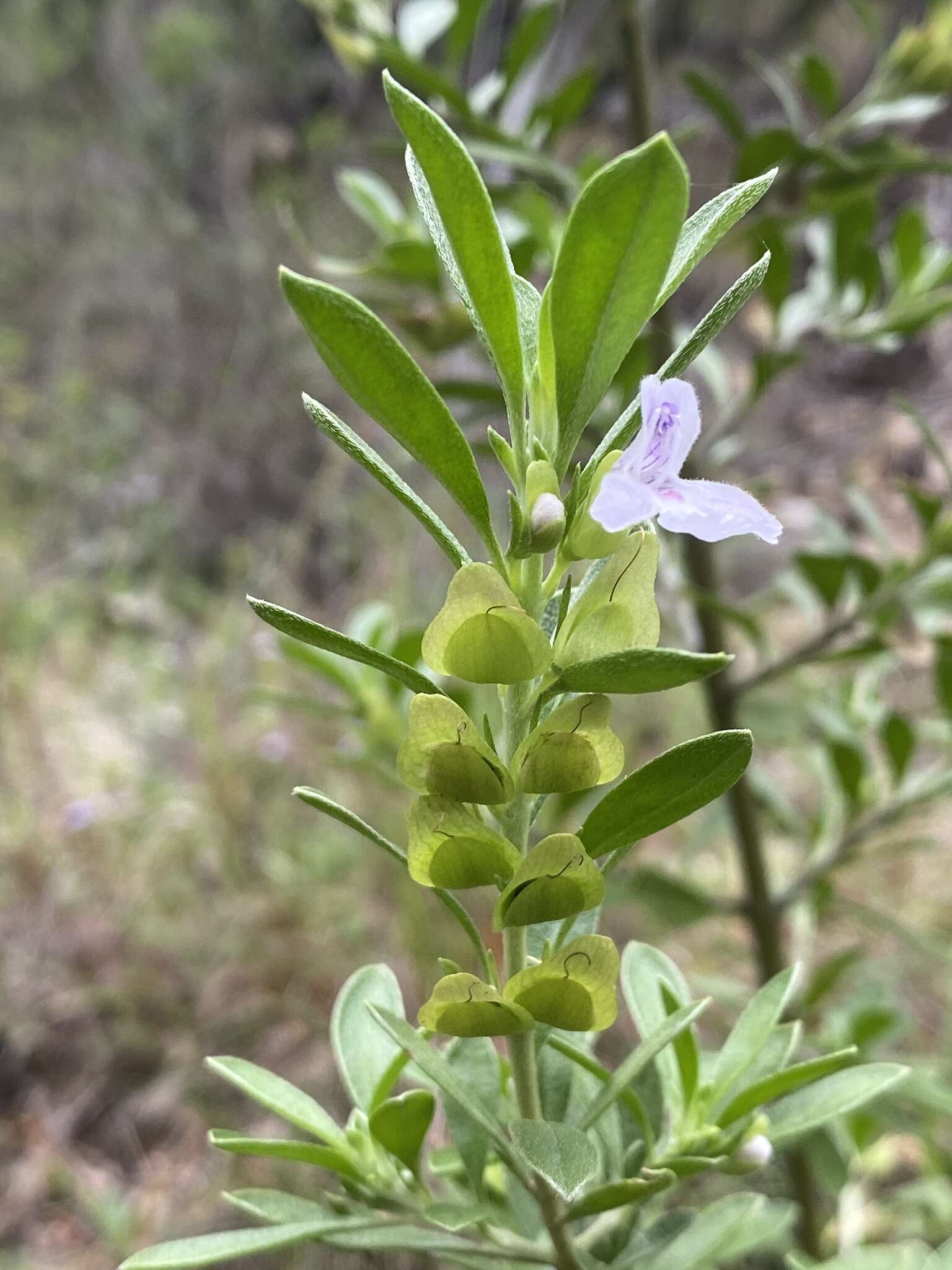 Prostanthera clotteniana (F. M. Bailey) A. R. Bean resmi