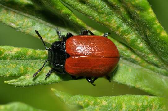 Image of Chrysomela populi