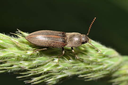 Image of Lined Click Beetle