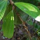 Sivun Miconia approximata Gamba & Almeda kuva