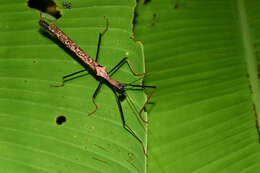 Image of Pseudophasma bispinosum (Redtenbacher 1906)